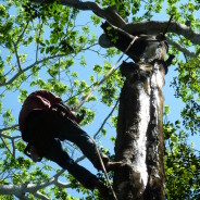 Peru Balsam Process