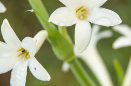 Styrax Gum Resinoid